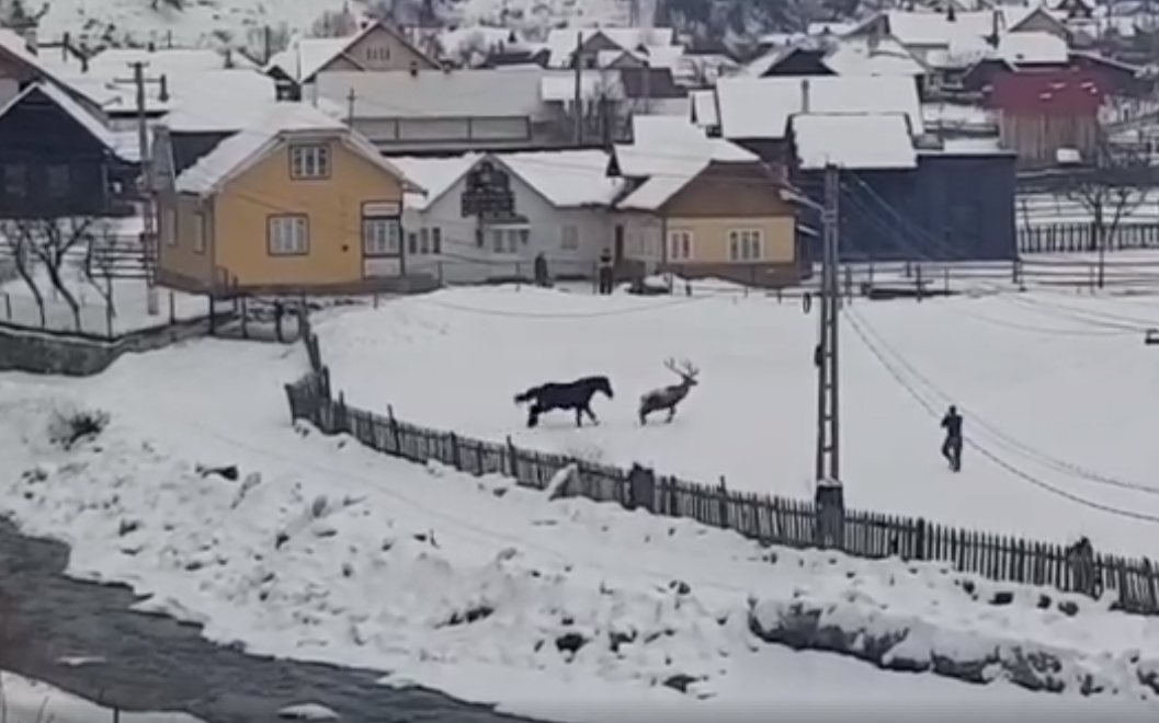 Imagini unice în România. Un cerb coborât din pădure se împrietenește cu un cal. VIDEO