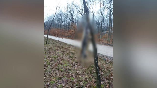 Imagini șocante într-o pădure din Bihor. Mai multe vulpi ucise și jupuite atârnau de crengi