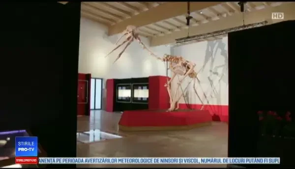 ”Fosilele lui Dracula”, monstrul preistoric cu aripi descoperit la Sebeș, expus în Germania