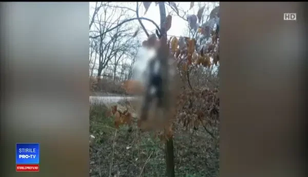 Imagini șocante într-o pădure din Bihor. Mai multe vulpi ucise și jupuite atârnau de crengi