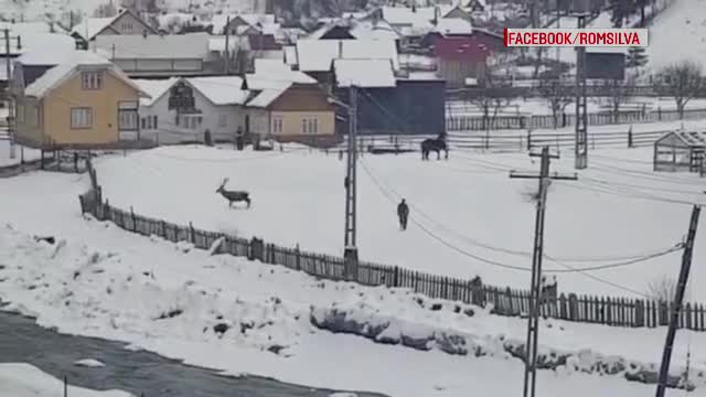 Cazul cerbului care s-a ”împrietenit” cu un cal. Wild Bucovina susține că a fost ucis, Romsilva neagă