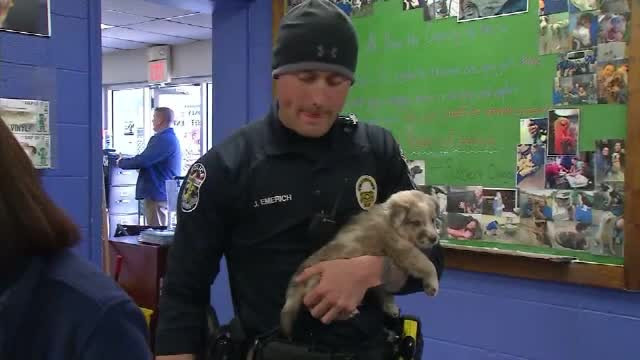 Cățeluș, adoptat de polițistul care l-a salvat