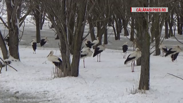 Peste 200 de berze au poposit la Călărași. Păsările sunt afectate de temperaturile scăzute