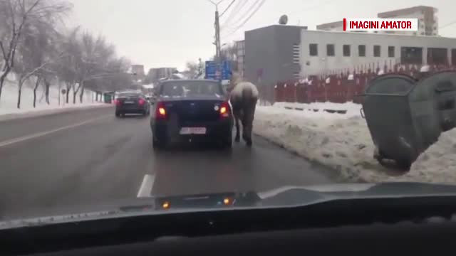 Cal tras cu o sfoară de pasagerul unei maşini în mers, în Piteşti