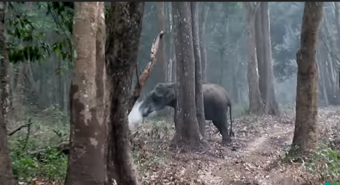 Elefant surprins „fumegând”, după ce a mâncat cărbuni. VIDEO