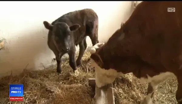 Un fermier se pregătește de profit uriaș, după ce a adus în România prima vacă Wagyu. Cât costă o friptură din acest soi