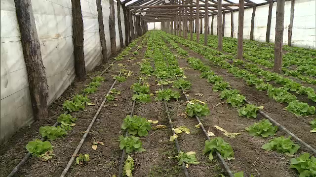 Gerul din martie a distrus culturile de verdeață. Petre Daea: ”Mai ţinem la siluetă până vine primăvara”