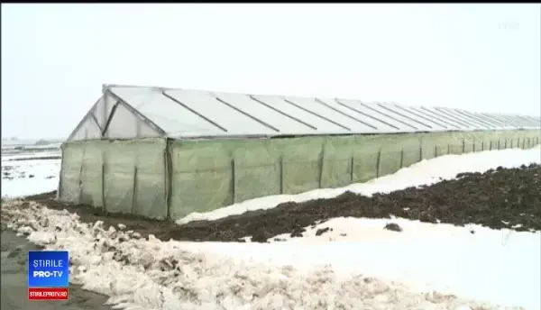 Gerul din martie a distrus culturile de verdeață. Petre Daea: ”Mai ţinem la siluetă până vine primăvara”