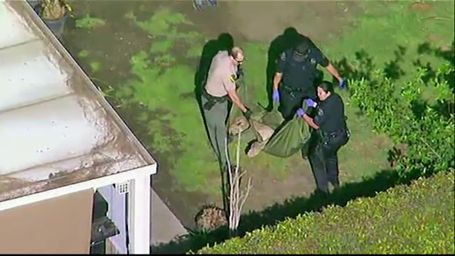 Pumă tranchilizată de polițiștii americani după ce a fost surprinsă în curțile oamenilor