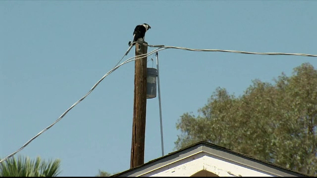 O pisică a fost salvată după ce a rămas timp de două zile cățărată pe un stâlp