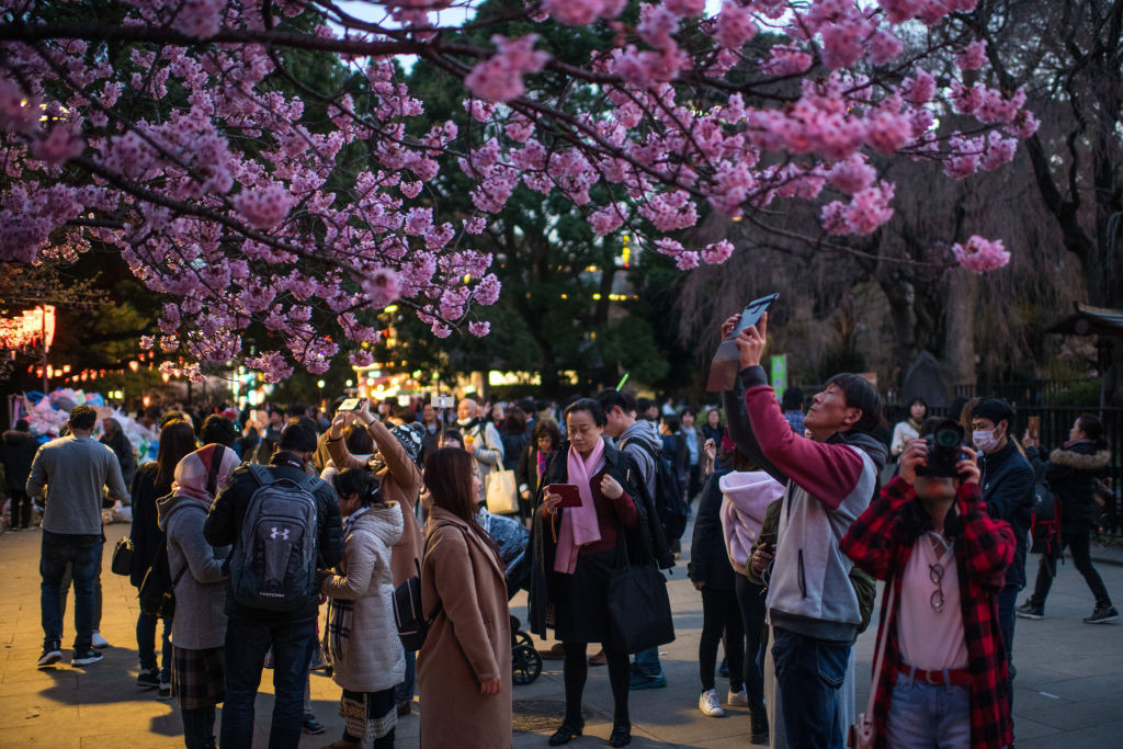 Oamenii fotografiază cireșii înfloriți într-un parc din Tokyo