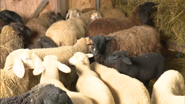 ”Afacerea” făcută de bucureștenii care și-au cumpărat mieii de Paște din timp: ”Costă doar 22 de lei”