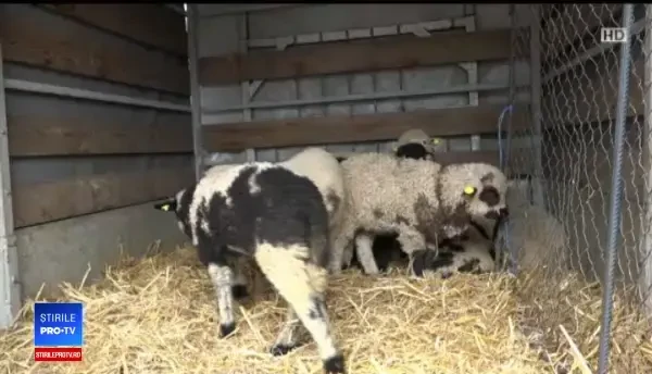 Carnea de miel, mai scumpă în acest an. Explicaţiile ciobanilor