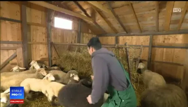 ”Afacerea” făcută de bucureștenii care și-au cumpărat mieii de Paște din timp: ”Costă doar 22 de lei”