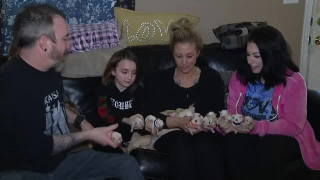 O cățelușă a intrat în Cartea Recordurilor, după ce a născut 11 pui