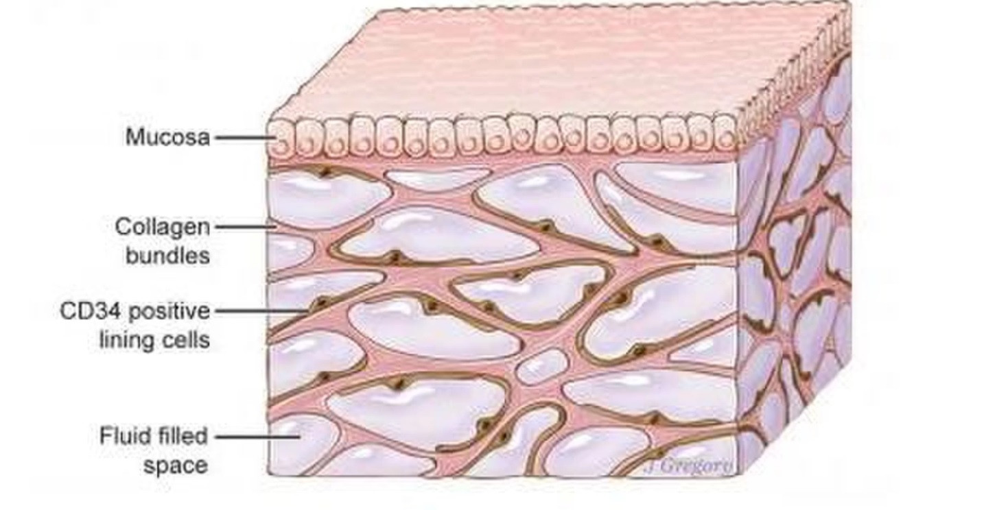 Un organ nou a fost descoperit în corpul uman. Rolul pe care îl are în răspândirea cancerului