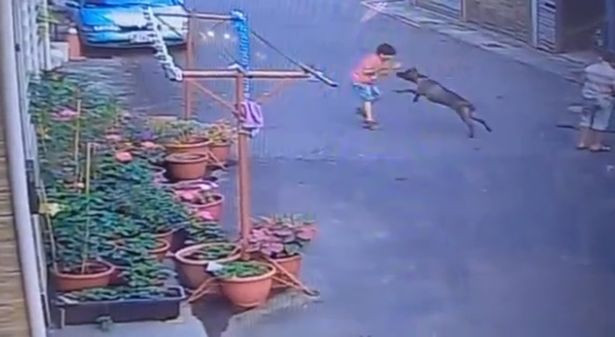 Ce a pățit un copil de 7 ani care a încercat să hrănească cu biscuiți un pitbull de pe stradă