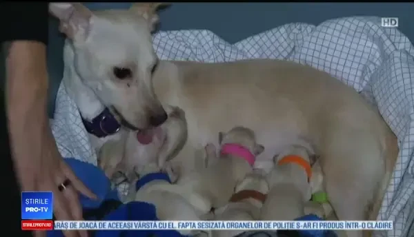 O cățelușă a intrat în Cartea Recordurilor, după ce a născut 11 pui