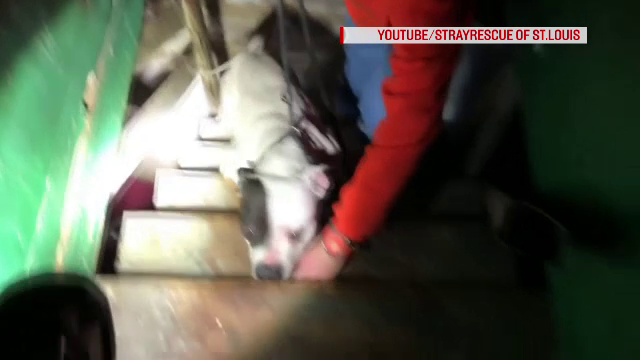 Un bărbat a descoperit o cățelușă abandonată în casa pe care a cumparat-o