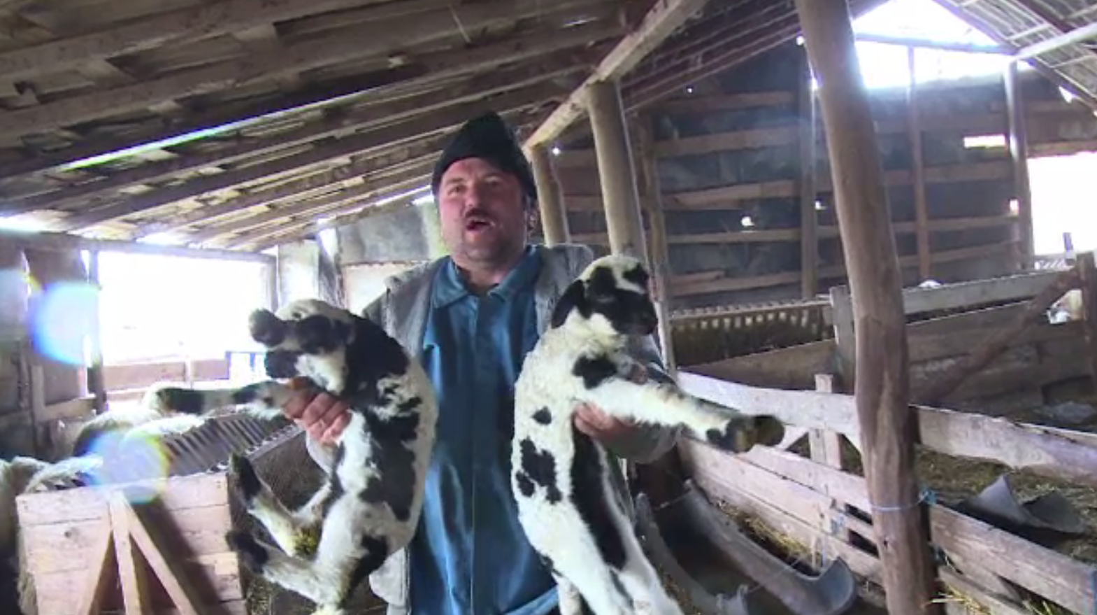 Vremea rece le-a adus necazuri ciobanilor. Mieii, prea mici pentru a fi sacrificați de Paște