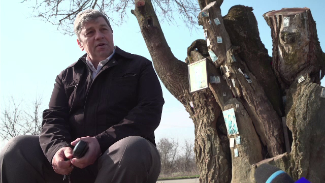Copacul plin de icoane, la care toți se închină. Cine l-ar fi plantat acum 400 de ani