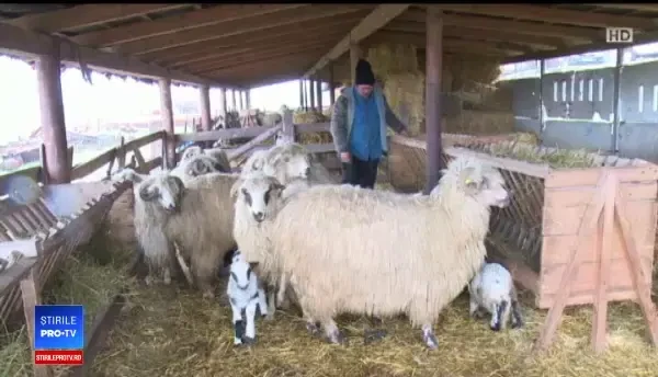 Vremea rece le-a adus necazuri ciobanilor. Mieii, prea mici pentru a fi sacrificați de Paște