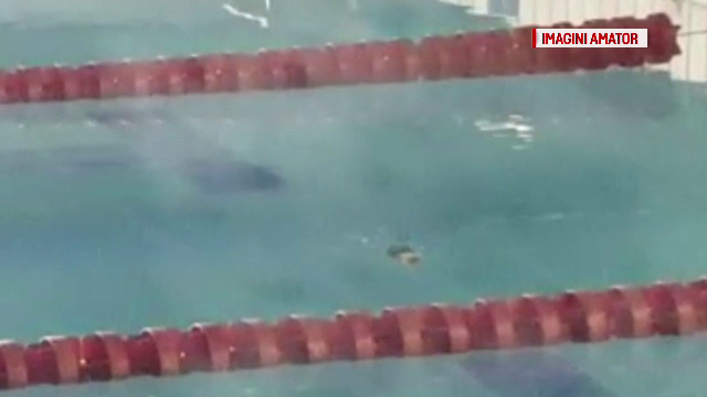 Șobolan filmat în Bazinul ”Lia Manoliu” din Capitală. Angajat: ”O simplă întâmplare. Sunt peste tot”