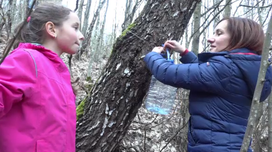 Seva de mesteacăn, remediul miraculos pe care românii îl consumă de sute de ani