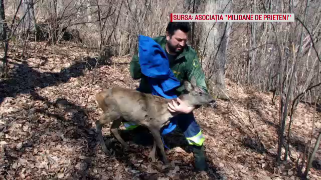 Căprioara salvată dintr-un pârâu din Zărnești, eliberată în pădure