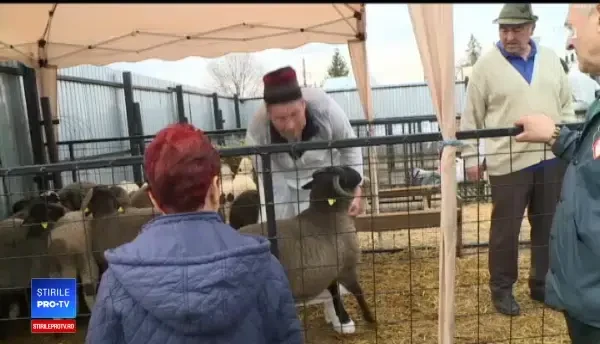 Cum se negociază prețul mieilor de Paște: La cine e îmbrăcat mai bine, rămâne prețul așa