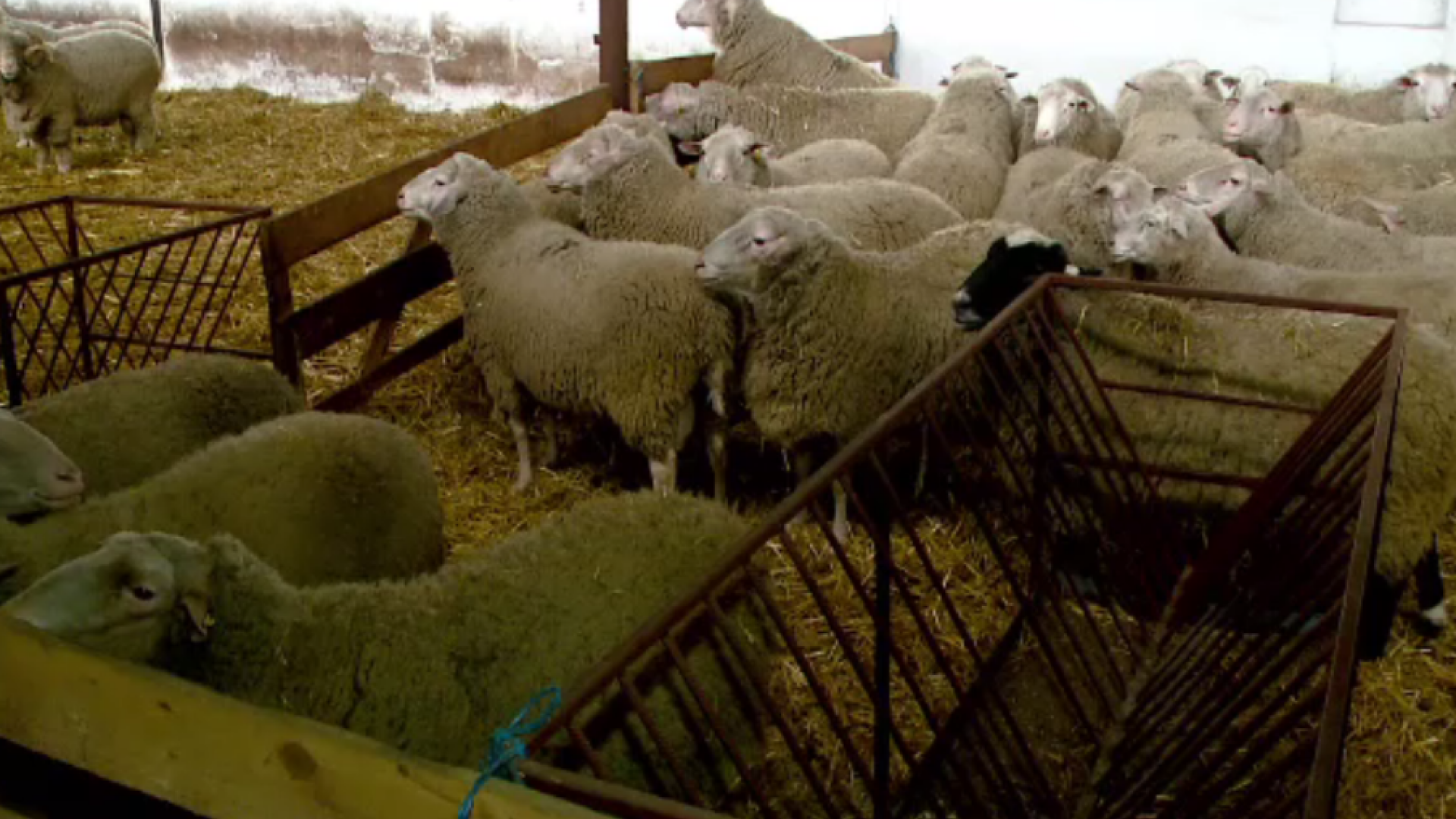 ”Oaia minune”, obținută la Constanța, care produce mai mult lapte și mai mulți miei