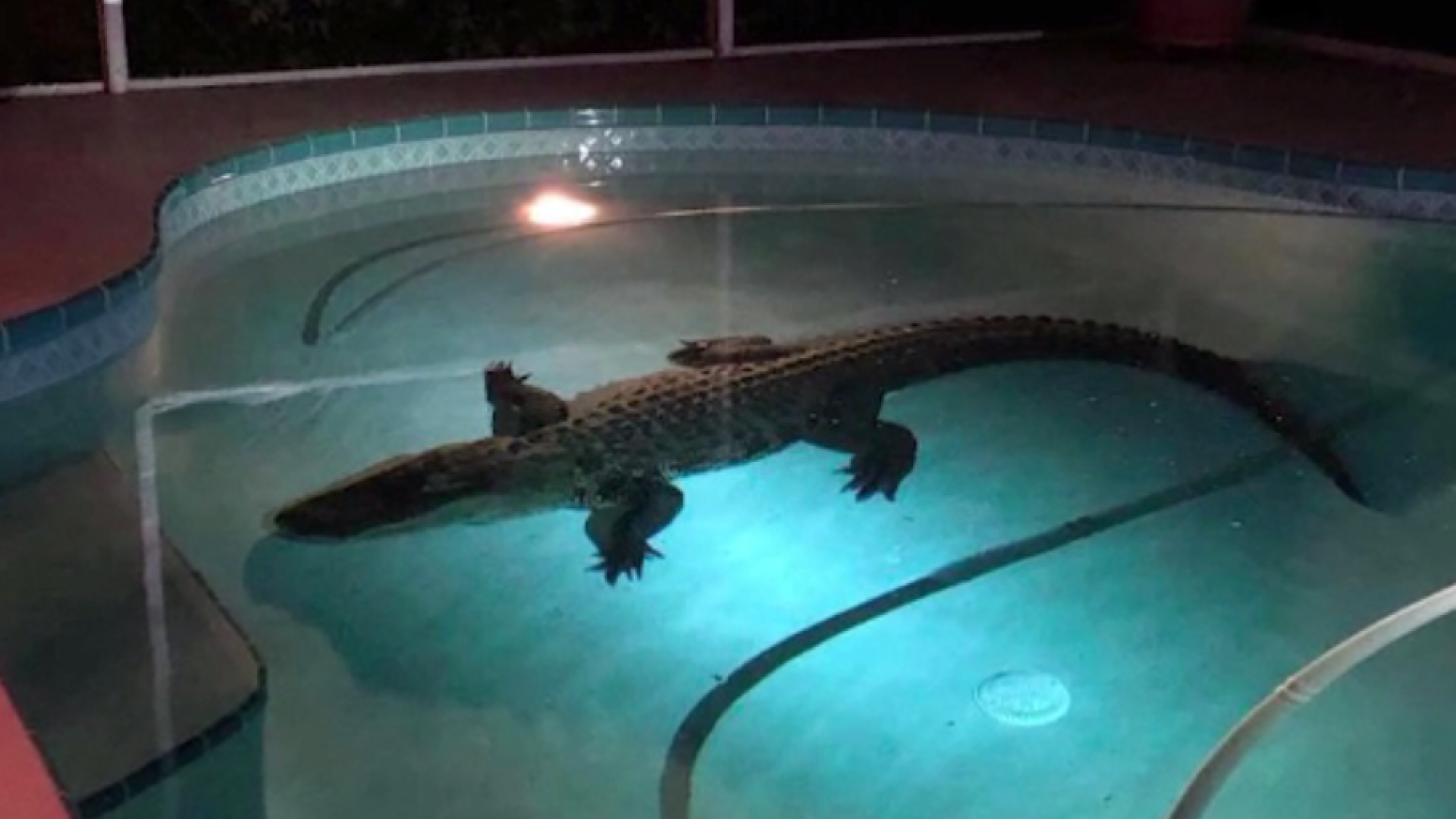 Un aligator s-a scăldat în piscina unor americani. Reptila a fost scoasă de un specialist