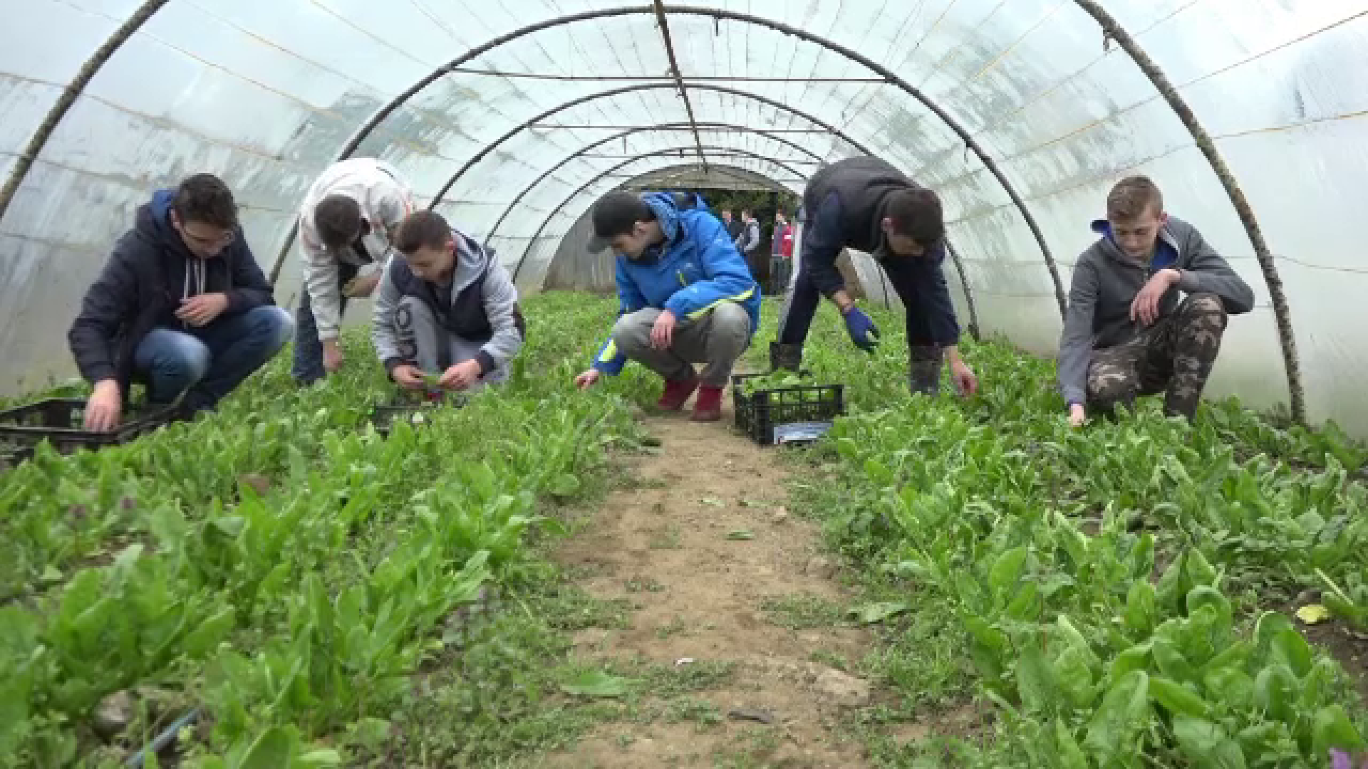 Experiment reușit la un liceu agricol din Maramureș. Unde ajung legumele crescute de elevi, în sere