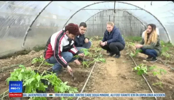 Experiment reușit la un liceu agricol din Maramureș. Unde ajung legumele crescute de elevi, în sere