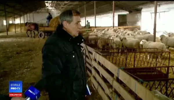 Oaia minune, obținută la Constanța, care produce mai mult lapte și mai mulți miei