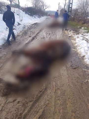 Doi cai ar fi murit într-un sat din Vrancea, electrocutați de cablurile căzute