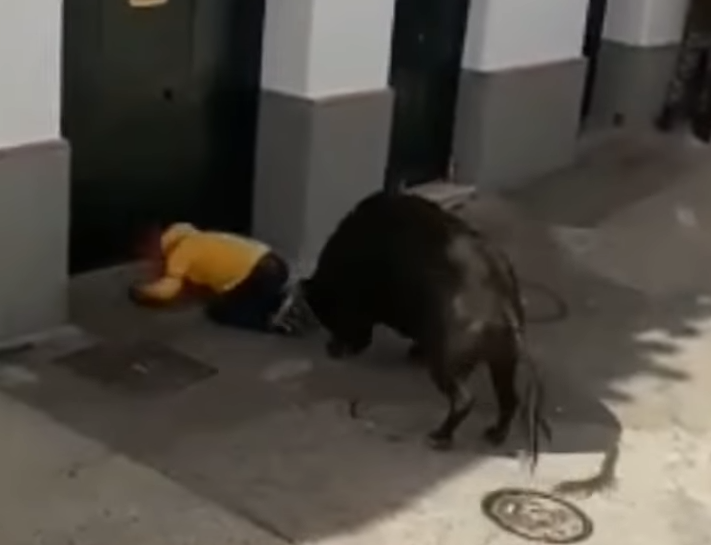 Cursa tauri Spania