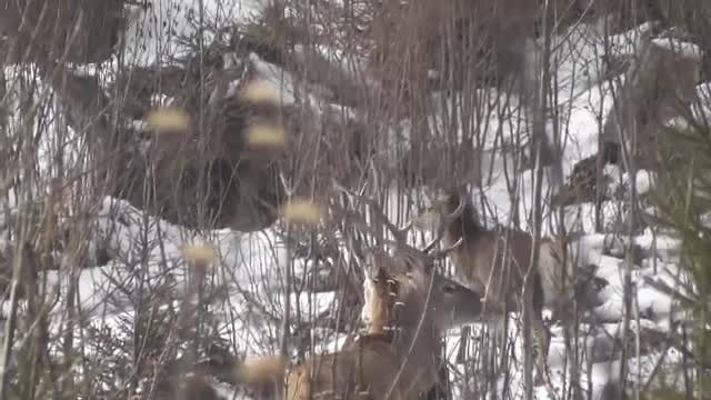 Filmare spectaculoasă cu cerbi şi o ciută, în Parcul Naţional Călimani