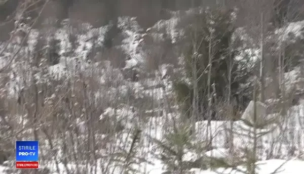 Filmare spectaculoasă cu cerbi şi o ciută, în Parcul Naţional Călimani