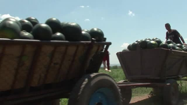 Românii se inspiră de la greci pentru a salva ”Dulcele de Dăbuleni”