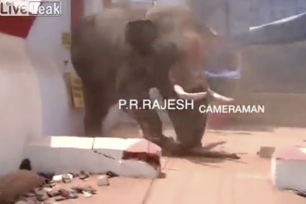 Un bărbat a fost ucis de un elefant scăpat de sub control, în timpul unui ritual, în India