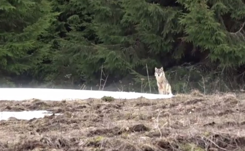 Imagini spectaculoase în Defileul Mureșului. Un lup a fost filmat de un fotograf amator