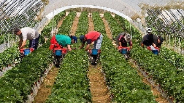 Olandezii s-au săturat de muncitorii români. Noua regulă pe care vor să o impună pentru migranți