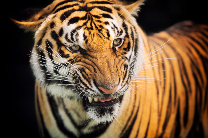 A supraviețuit miraculos după ce a fost atacată de un tigru. Cum a reușit să se salveze