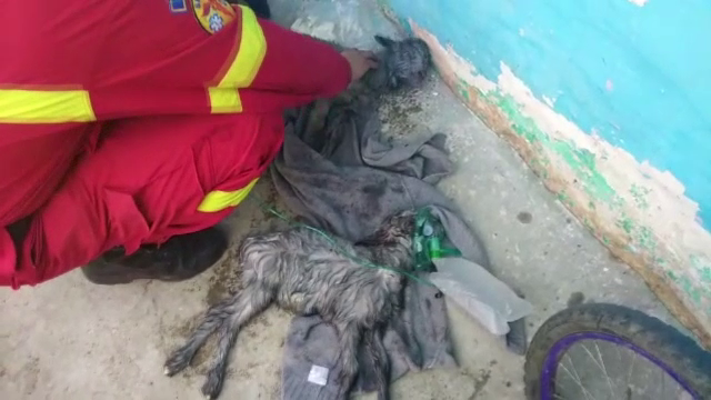 Operațiune de salvare impresionantă. Doi iezi, resuscitați de medicii SMURD din Prahova. VIDEO