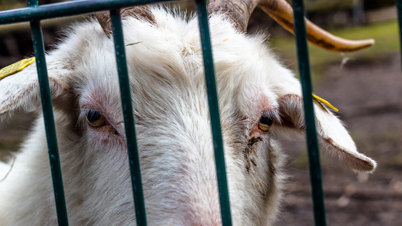 Românii care au ucis o capră la ZOO din Berlin, condamnaţi la închisoare