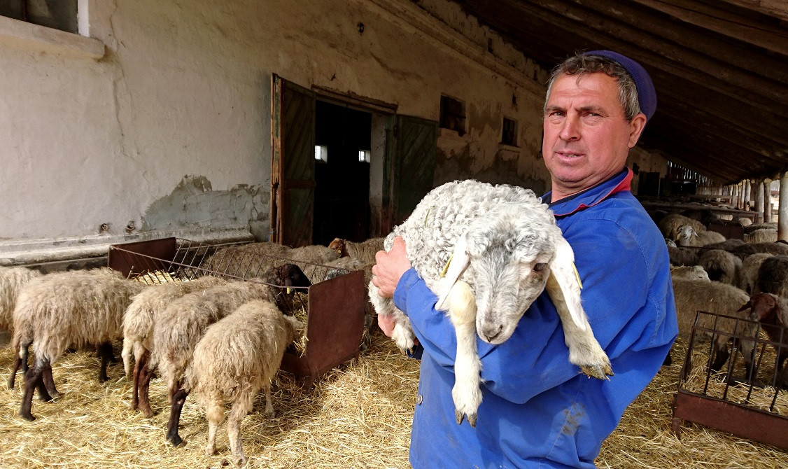 În plin program "Alege Oaia", românii preferă mielul de import celui de la ciobani