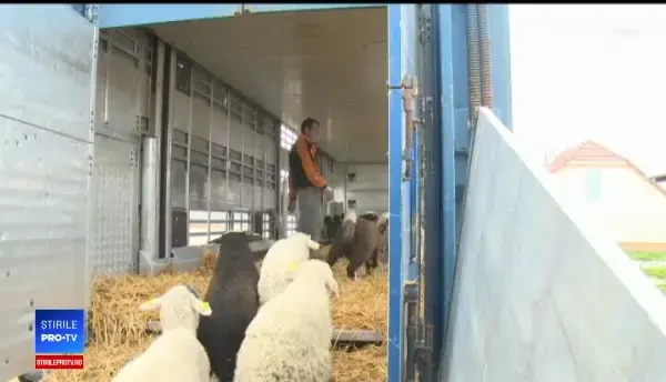 În plin program Alege Oaia, românii preferă mielul de import celui de la ciobani