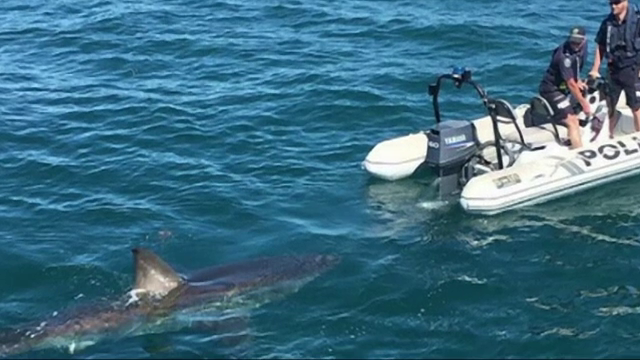 Doi polițiști într-o barcă gonflabilă, urmăriți de un rechin uriaș