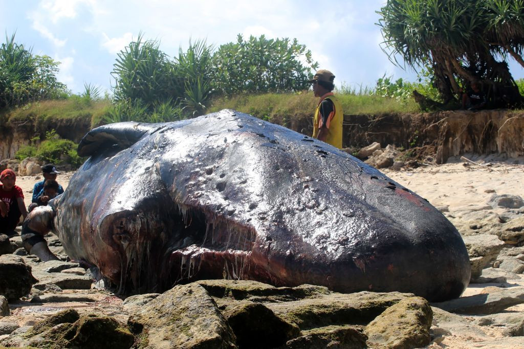 Descoperire şocantă în stomacul unui caşalot găsit mort pe plajă, în Spania